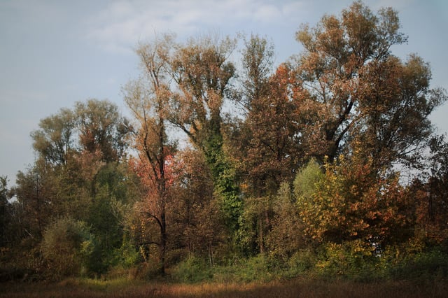 Fratelli Calgaro – La Natura Ama Nascondersi